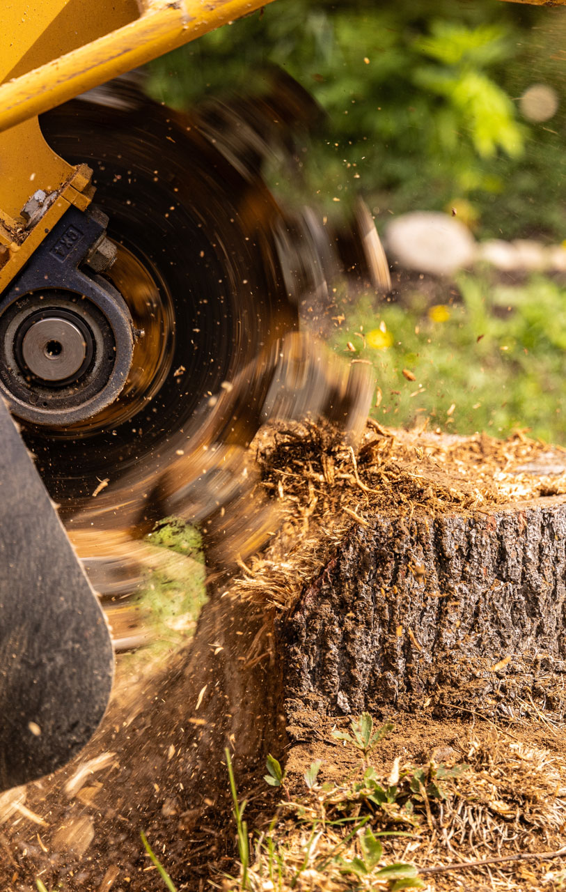 Stump King Removal Specialist gallery 9